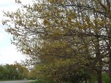 Quercus rubra. Часть кроны цветущего дерева в придорожном насаждении. Северная Осетия, окр. с. Дзуарикау. 07.05.2010.