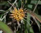 Grevillea olivacea. Соцветие. Израиль, Шарон, пос. Кфар Монаш, ботанический сад \"Хават Ганой\". 21.03.2018.