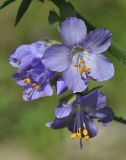 Polemonium caucasicum