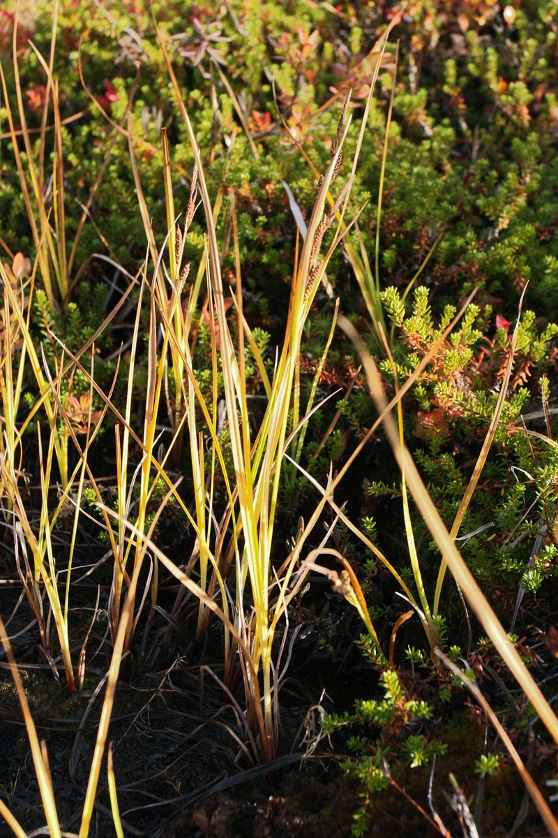 Изображение особи Carex concolor.