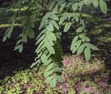 Robinia pseudoacacia. Верхушка побега. Москва, ГБС, дендрарий. 31.08.2021.