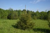 Picea abies