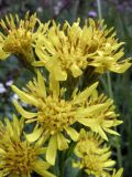 Solidago virgaurea подвид dahurica. Соцветия. Казахстан, хр. Кетмень, долина р. Шалкудысу, горы Каратау, 2400 м н.у.м. 27.07.2010.