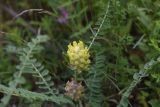 Astragalus maximus. Соцветие. Республика Ингушетия, Джейрахский р-н, нижнее течение р. Гулойхи, высота 1160 м н.у.м., край поляны в 10 м от реки. 20 июня 2022 г.