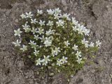 Minuartia imbricata. Цветущее растение. Кабардино-Балкария, Зольский р-н, северные склоны Эльбруса, ур. Аэродром, выс. ок. 2650 м н.у.м., щебнистая россыпь. 14.07.2022.