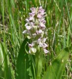 Dactylorhiza incarnata. Соцветие (гипохромная форма). Иркутская обл., Усть-Ордынский р-н, окр. пгт Усть-Орда, долина р. Куда, луг. 19.06.2022.