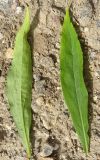 Solidago canadensis