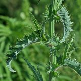 Sonchus asper. Стеблевой лист. Республика Абхазия, г. Сухум. 25.08.2009.