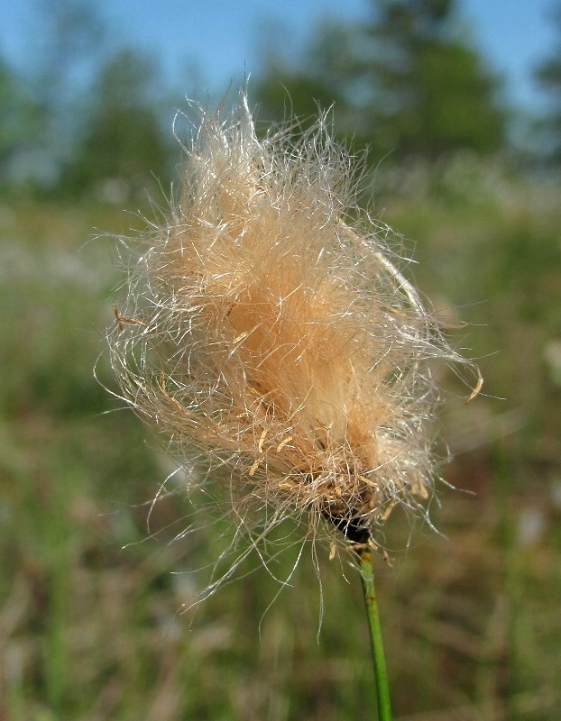 Изображение особи Eriophorum russeolum.