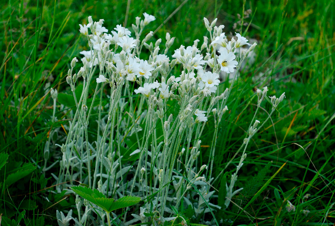 Изображение особи Cerastium biebersteinii.