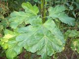 Heracleum sosnowskyi