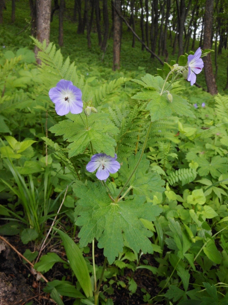 Изображение особи Geranium platyanthum.