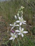 Ornithogalum fischerianum. Соцветие. Саратовская обл., Саратовский р-н, в солонцеватой степи. 12 мая 2011 г.