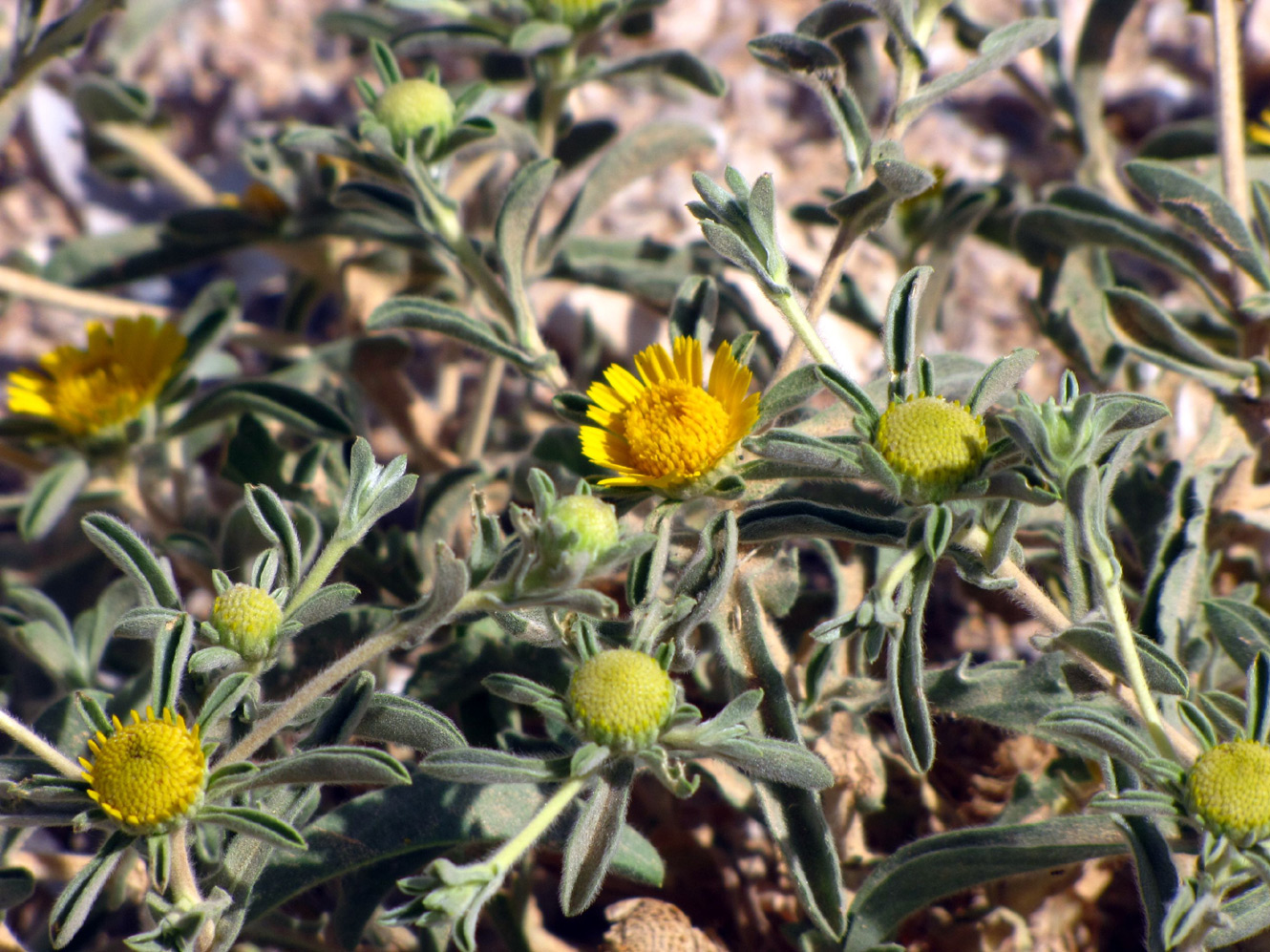 Изображение особи Asteriscus graveolens.