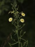 Lactuca indica. Верхушка цветущего растения. Владивосток, Академгородок. 19 августа 2012 г.