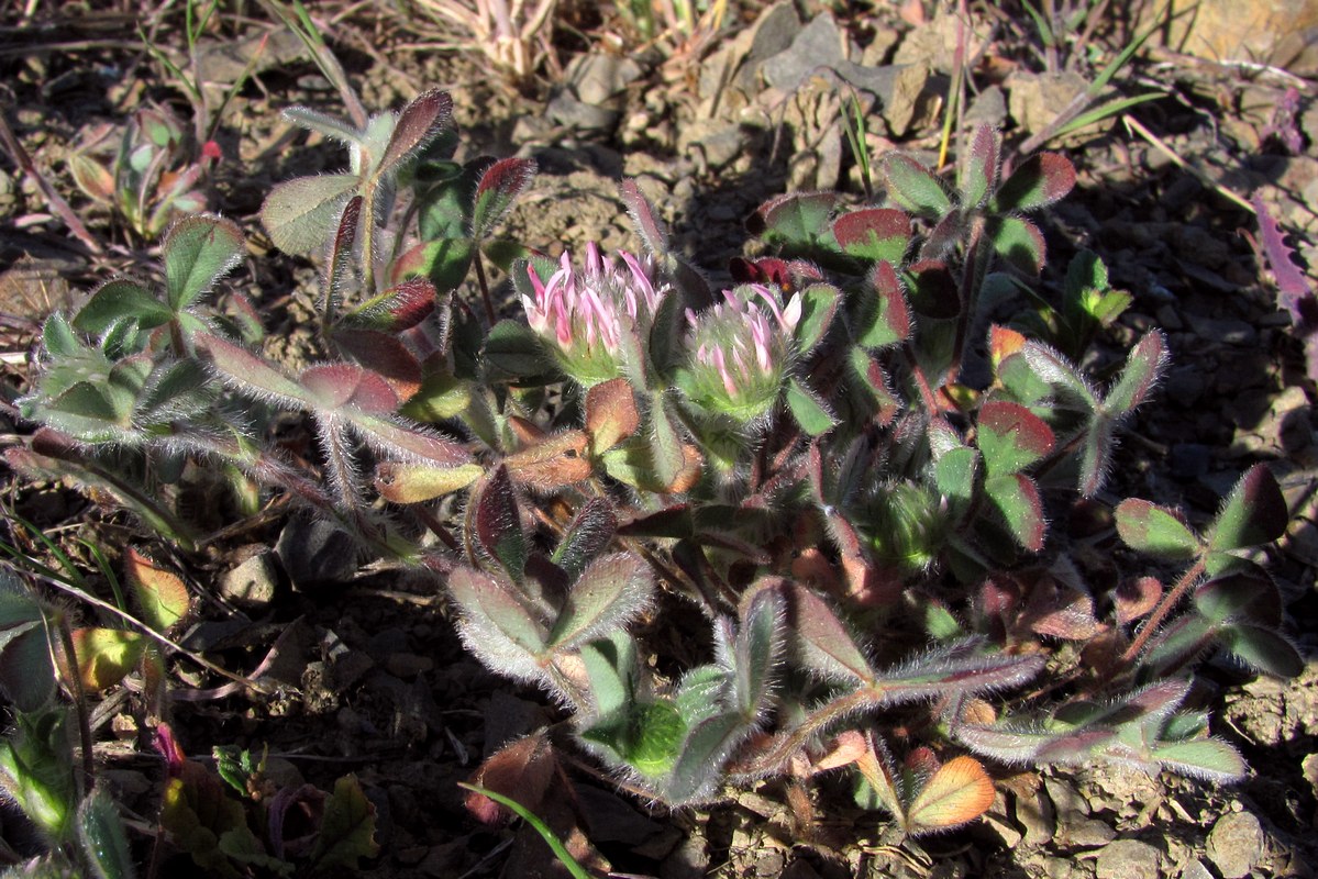 Изображение особи Trifolium hirtum.