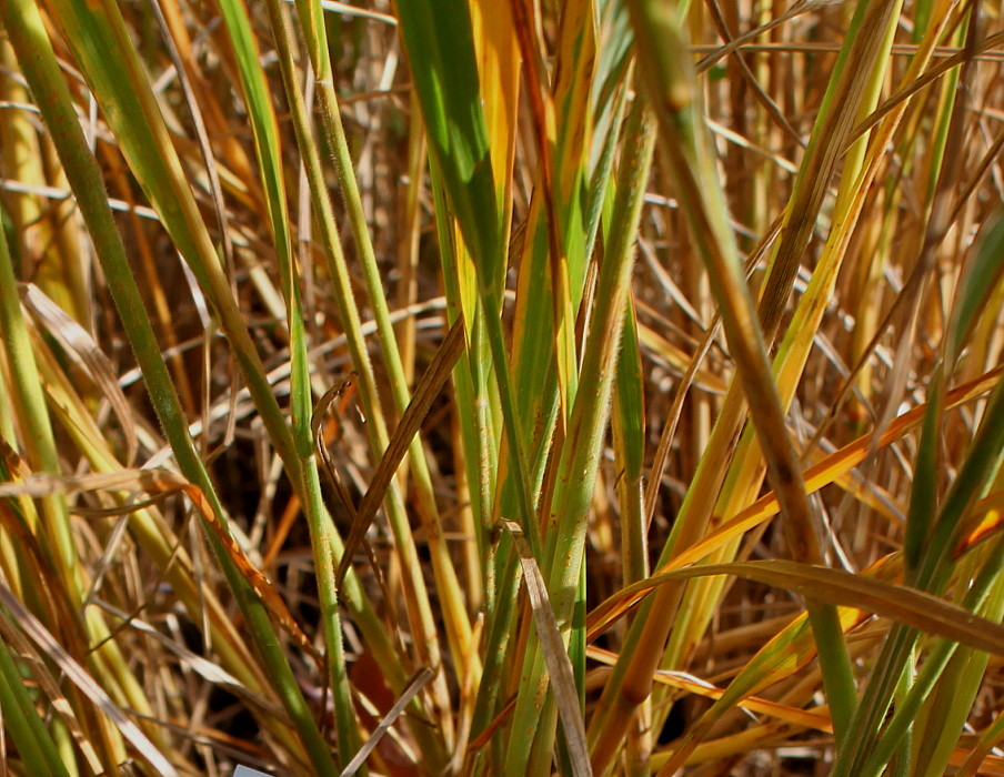 Изображение особи Calamagrostis brachytricha.