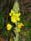 Verbascum densiflorum