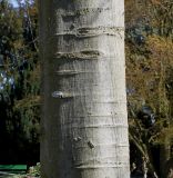 Celtis australis