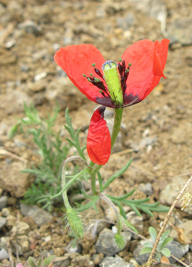 Изображение особи Papaver minus.