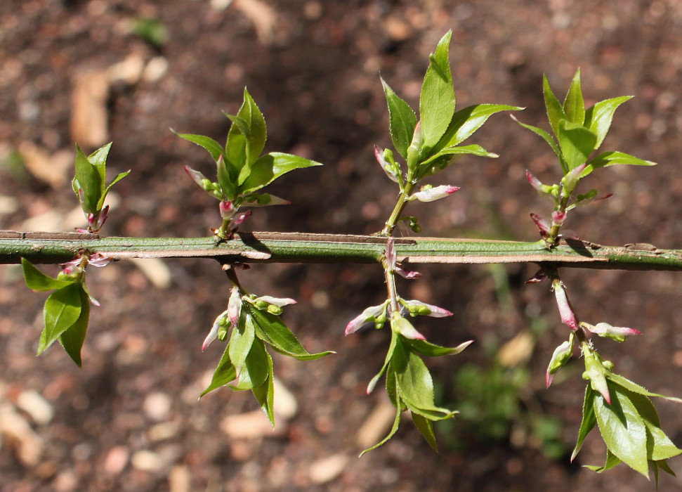 Изображение особи Euonymus alatus.