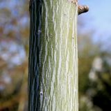 Acer capillipes