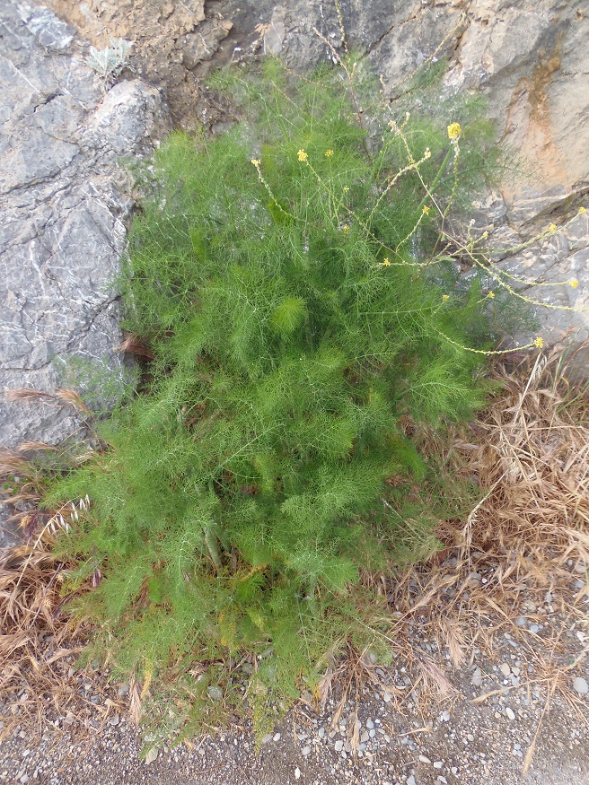 Изображение особи Foeniculum vulgare.