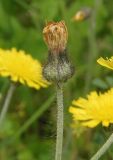 genus Pilosella. Отцветшая корзинка. Украина, Львовская обл., Дрогобычский р-н, г. Трускавец, возле ландшафтного парка \"Подгорье\", придорожный склон. 05.06.2014.