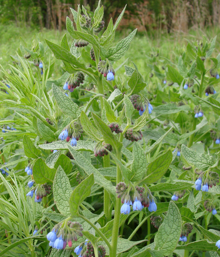 Изображение особи Symphytum caucasicum.