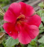 Mimulus cupreus