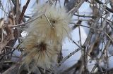 Clematis mandshurica. Зрелые плоды. Приморский край, Уссурийский гор. округ. Февраль 2008 г.