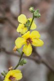 Verbascum sinuatum. Верхушка соцветия. Черногория, муниципалитет Будва, окр. пос. Каменово, подошва приморского склона у пляжа. 16.10.2014.