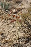 Ungernia sewerzowii. Цветущее растение. Южный Казахстан, горы Алатау (Даубаба), северный гребень вершины 1734, высота ~1500 м н.у.м. 16.07.2014.