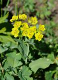 Bupleurum longifolium подвид aureum. Верхушка цветущего растения. Бурятия, Окинский р-н, перевал Чойган-Дабан, ≈ 1900 м н.у.м., влажный луг у верхней границы леса. 09.07.2015.