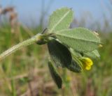 Medicago minima