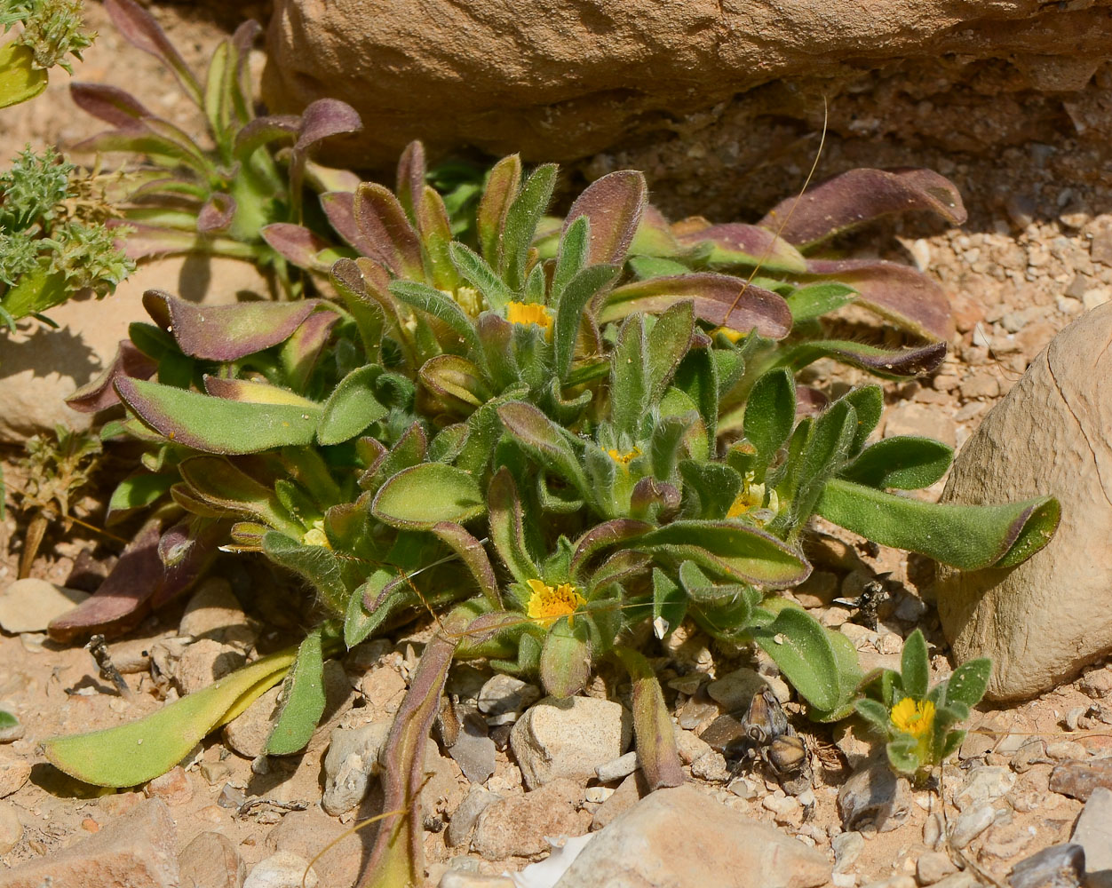 Изображение особи Asteriscus graveolens.