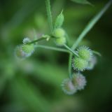 Galium vaillantii. Плоды. Белгородская обл., окр. с. Хотмыжск, пойменный луг у моста. 02.07.2009.