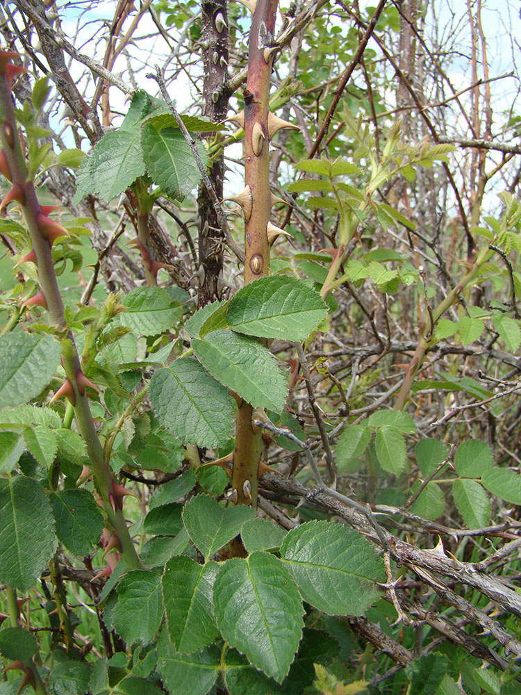 Изображение особи Rosa rubiginosa.