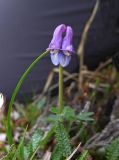 Corydalis arctica