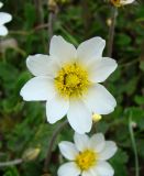 Dryas punctata