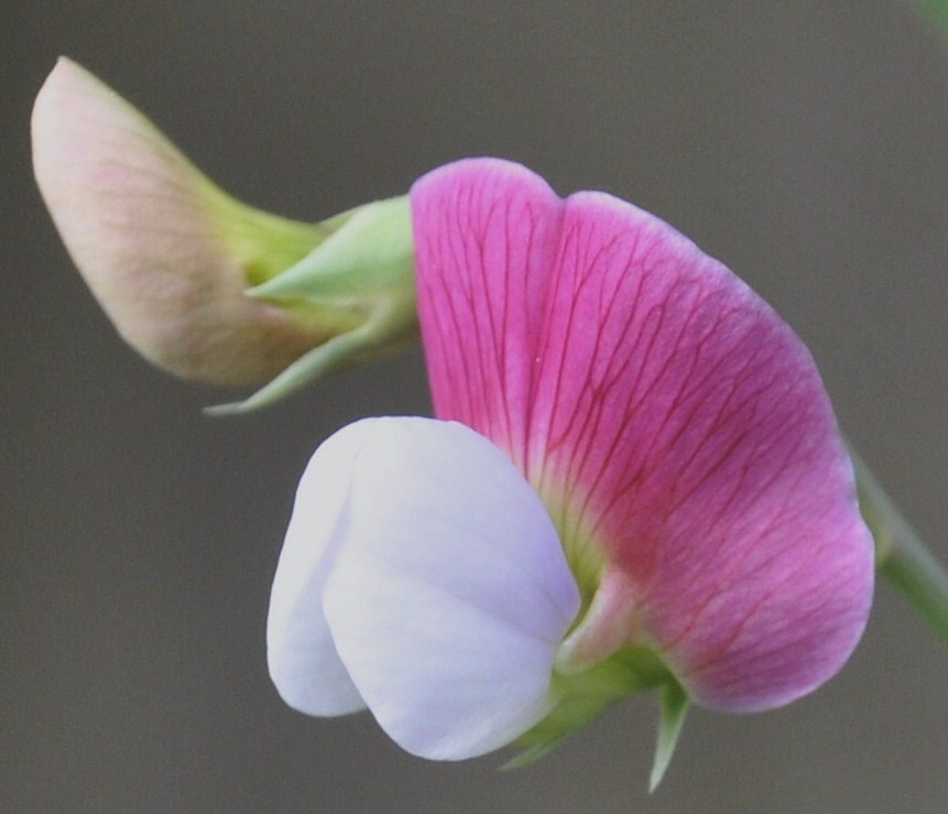 Изображение особи Lathyrus clymenum.