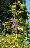 Phragmites australis. Верхушка побега с соцветием. Бельгия, г. Антверпен, берег р. Шельды. Август.