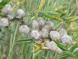 Astragalus sieversianus. Фрагмент завалившегося побега с созревающими бобами в пазухах высыхающих листьев. Казахстан, Восточно-Казахстанская обл., Урджарский р-н, окр. с. Таскескен; северо-восточная кромка Балхаш-Алакольской котловины, денудационный шлейф юго-западных предгорий хребта Тарбагатай, пологоувалистая подгорная равнина в долине р. Каракол (из системы оз. Сасыкколь); нарушенная кустарниковая (Calophaca soongorica + Spiraea hypericifolia - Hulthemia persica) ксерофитноразнотравно-полынно-дерновиннозлаковая степь; выс. 640 м н.у.м. 17 июля 2017 г.