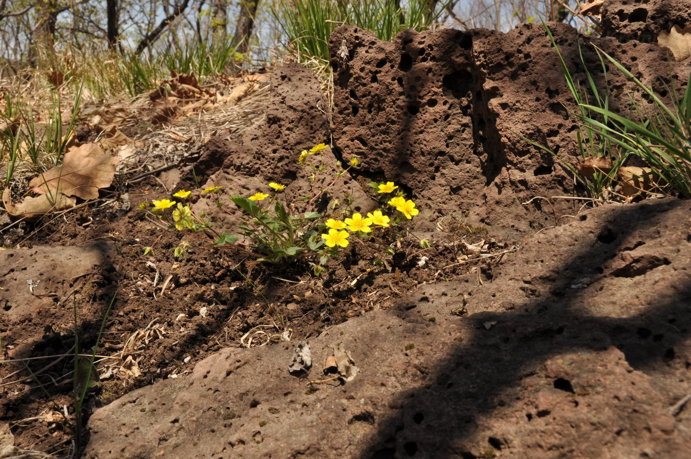 Изображение особи Potentilla fragarioides.