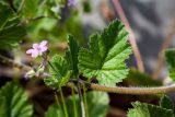 Erodium moschatum