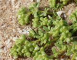 Polycarpon succulentum. Верхняя часть веточки с бутонами. Израиль, г. Ашдод, на ракушковом песке. 08.03.2018.