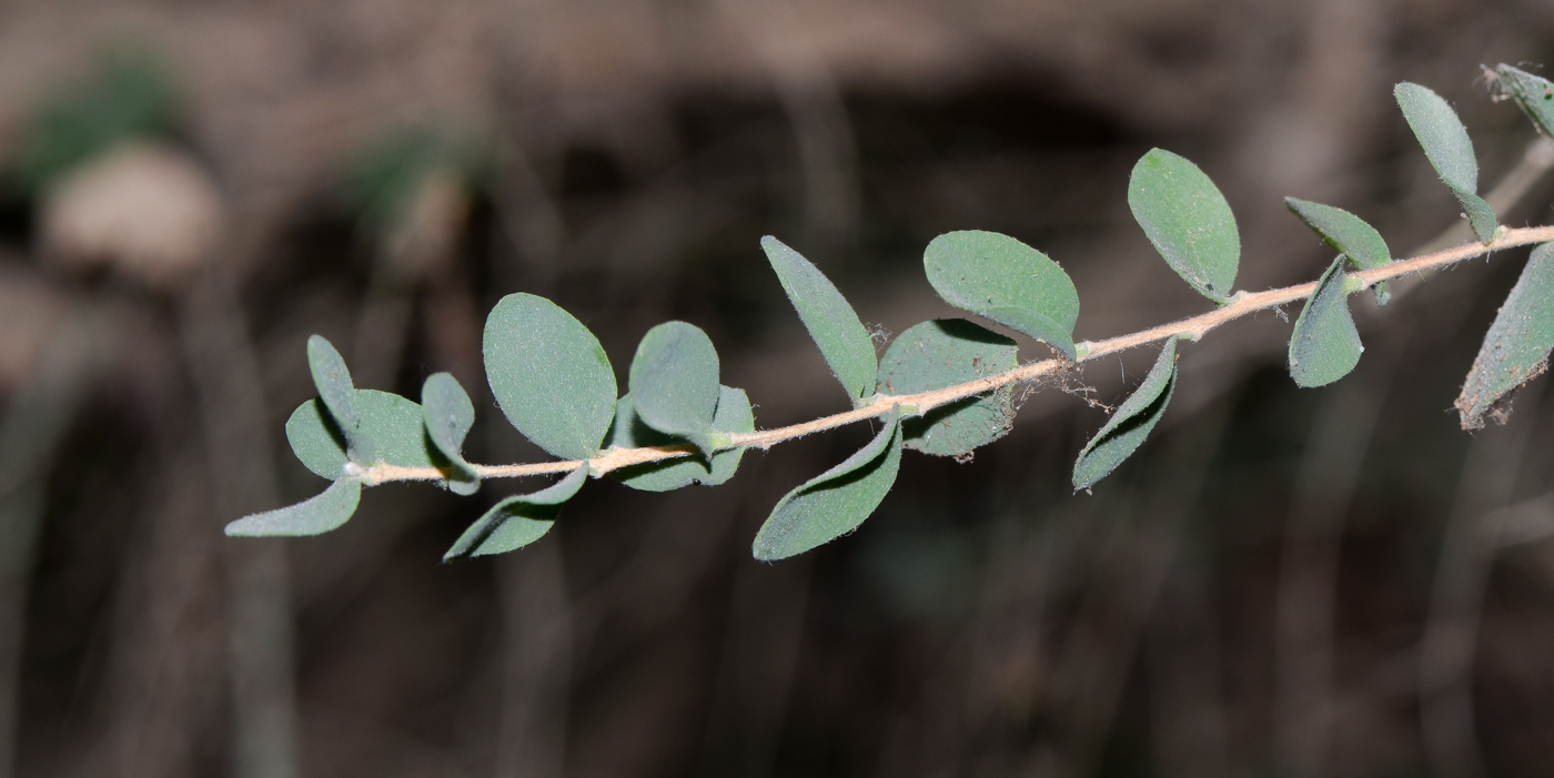 Изображение особи Melaleuca elliptica.