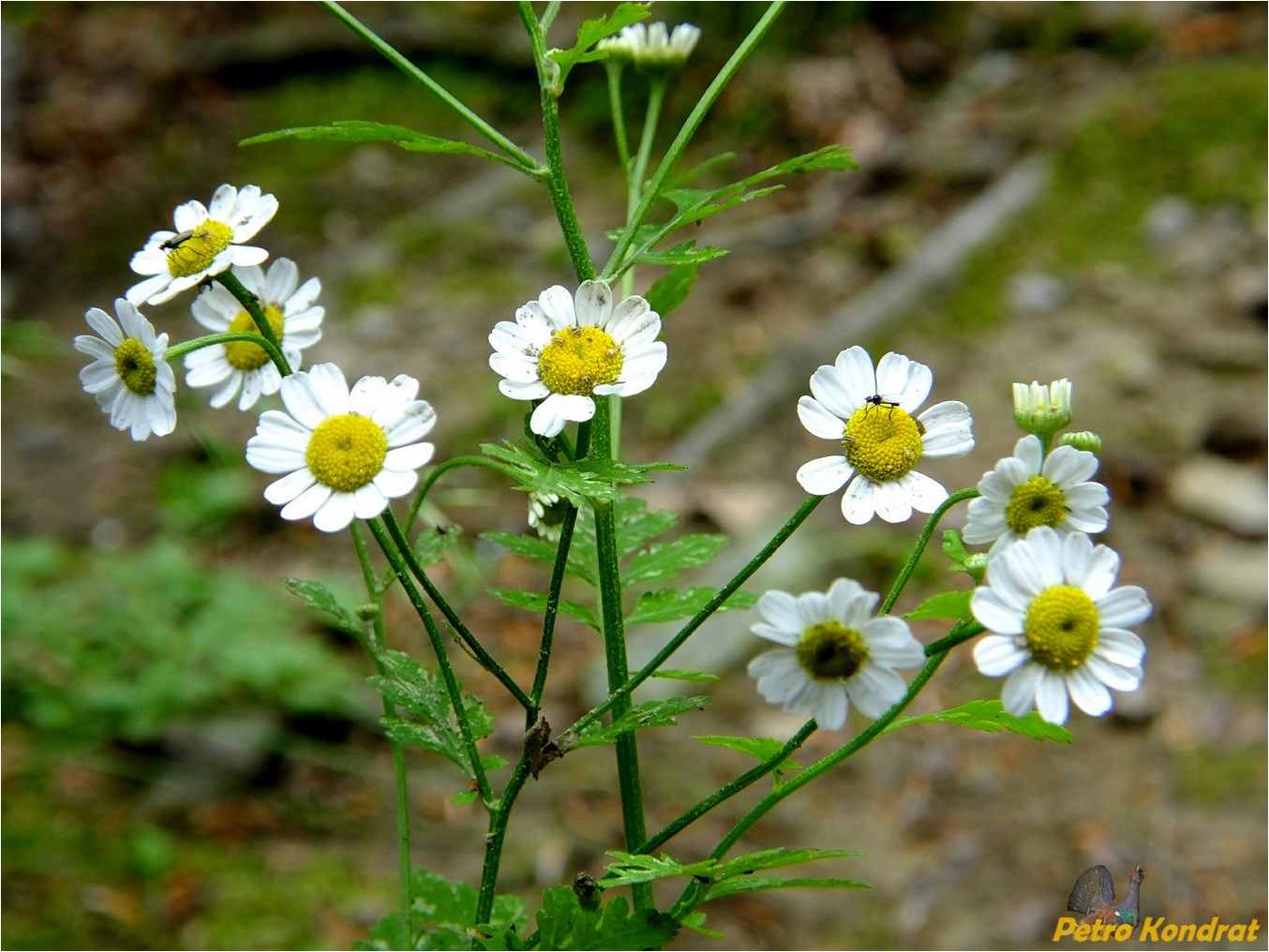 Изображение особи Pyrethrum parthenium.