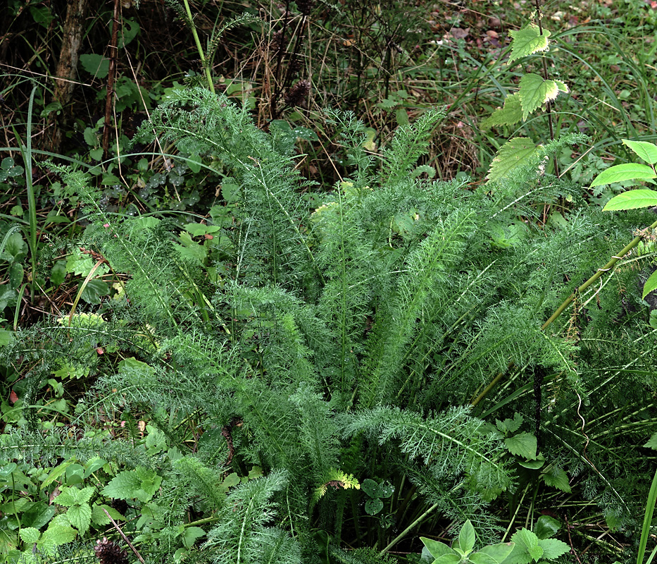 Изображение особи Achillea millefolium.