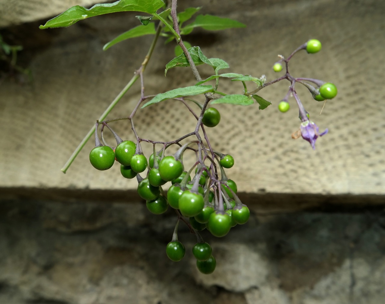 Изображение особи Solanum dulcamara.